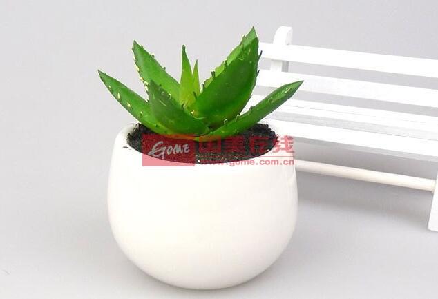 防电脑辐射的植物