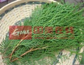 側(cè)柏葉洗頭