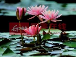 睡蓮的種植方法